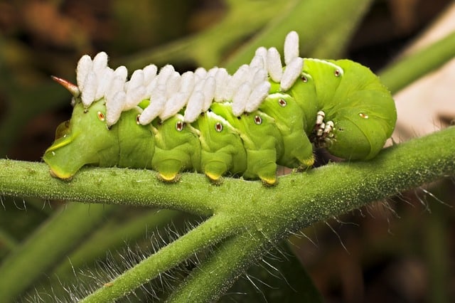 Hornworm