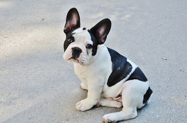 How Big do French Bulldogs Get - French Bulldog Height and Weight