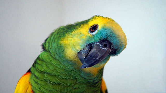 What Do Amazon Parrots Like to Eat?