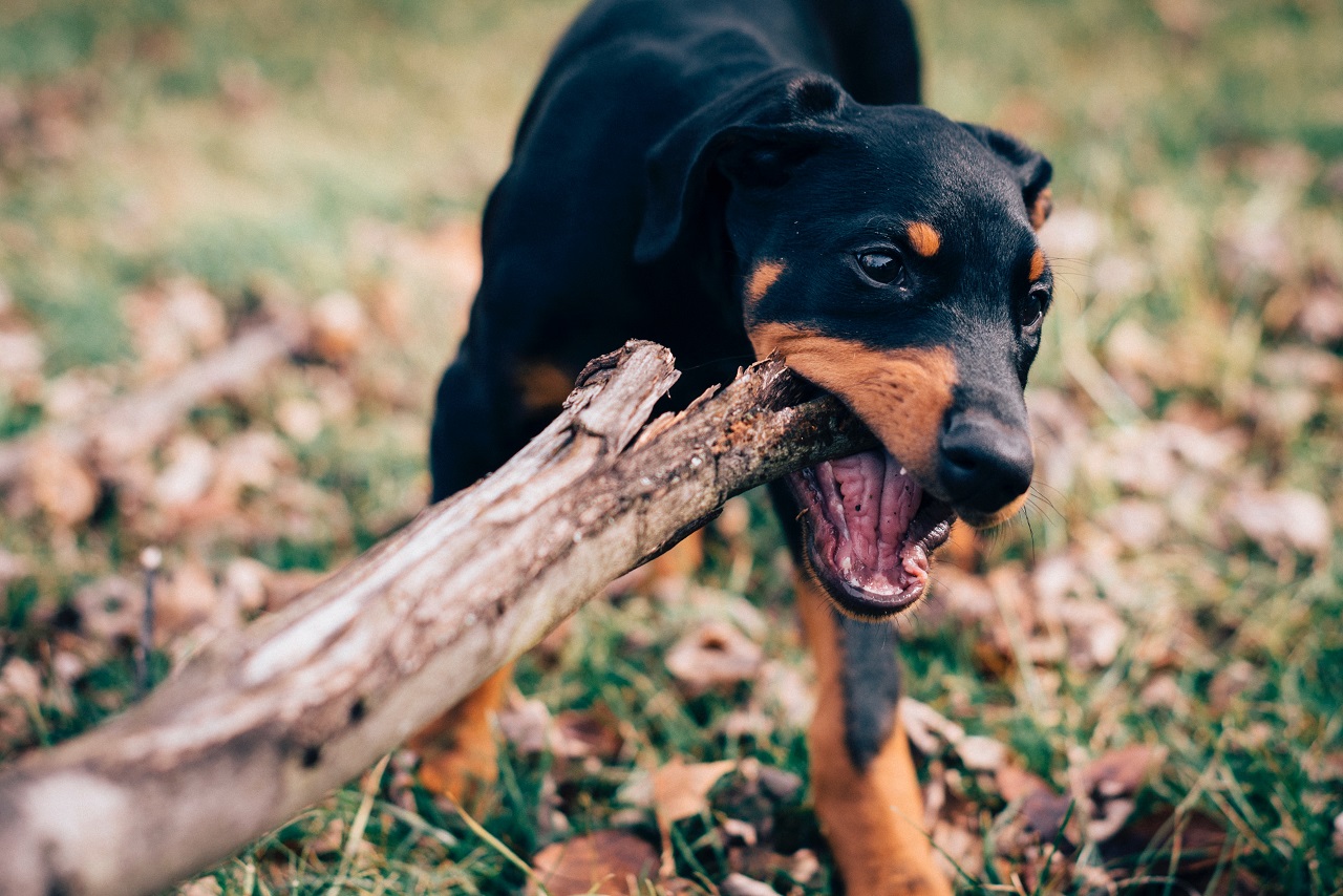 Female Doberman Growth Chart