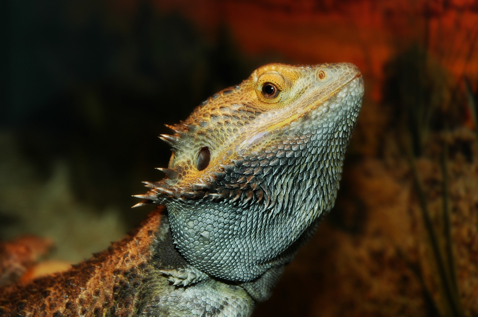 what to feed dubia roaches