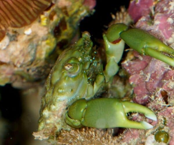 How Many Emerald Crabs per Gallon