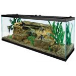 How Many Ember Tetras Per Gallon | Ember Tetra School Size