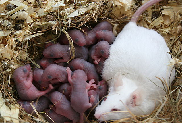 How Many Mice in a Litter