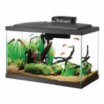 How Many Ember Tetras Per Gallon | Ember Tetra School Size