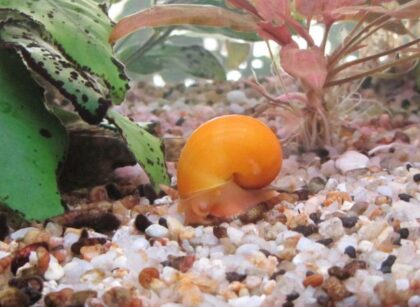 How Many Mystery Snails Per Gallon
