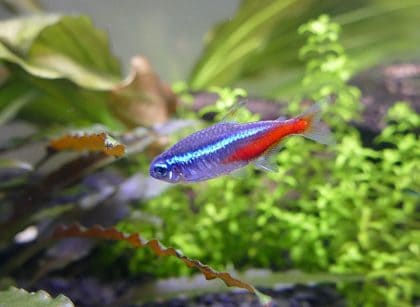 How Many Neon Tetras Per Gallon