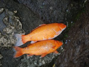 Unionized Ammonia Calculator (Keep Your Fish Safe) Unionized Ammonia Calculator (Keep Your Fish Safe)
