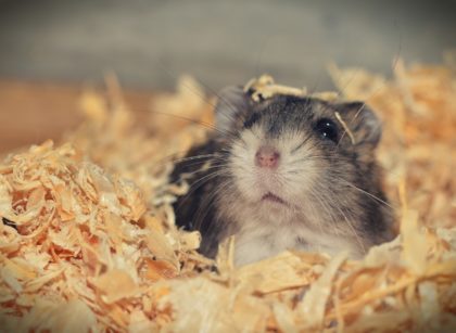 How Much Bedding Does a Hamster Need