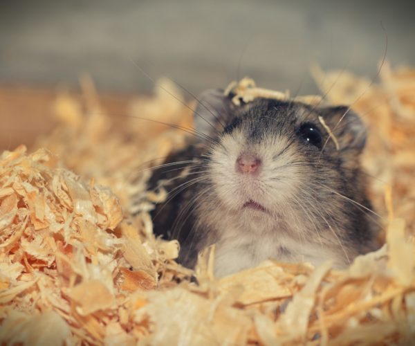 How Much Bedding Does a Hamster Need
