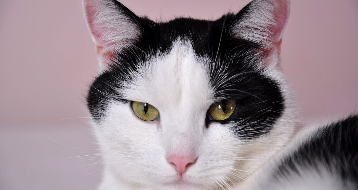 How Much Cat Litter Per Week The Pet Supply Guy