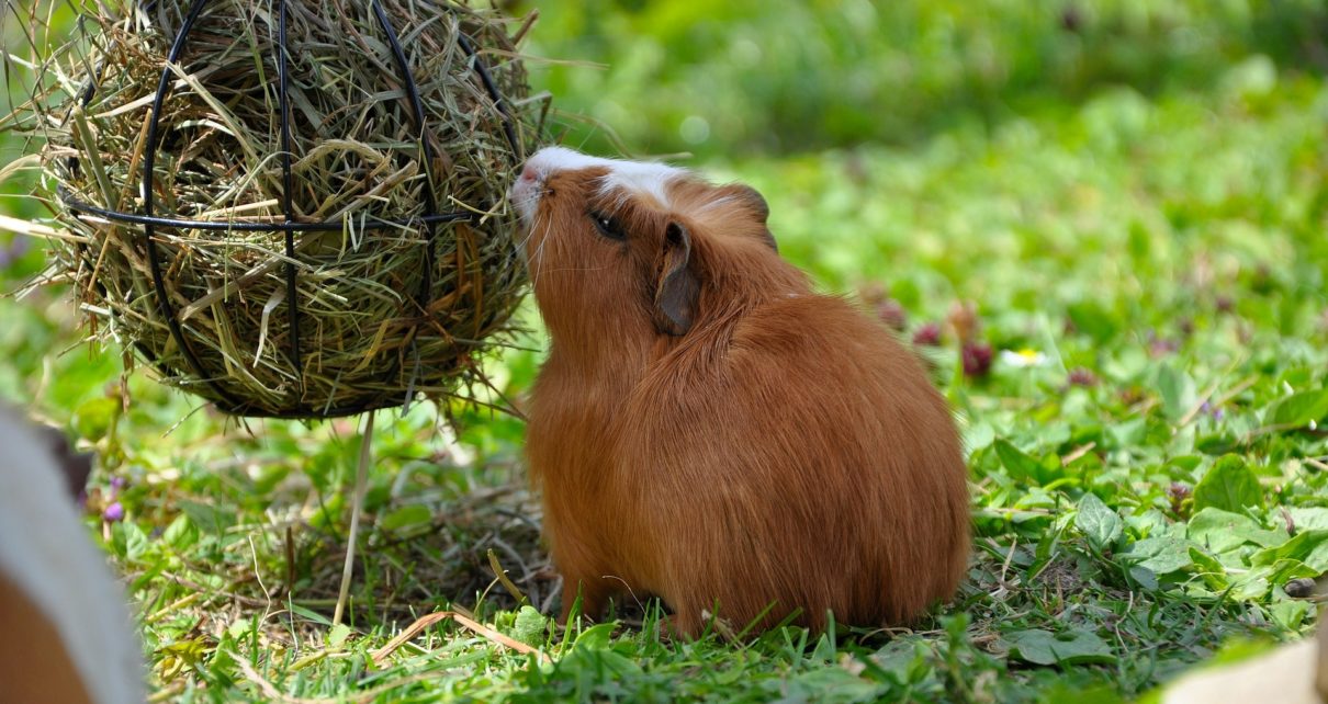 How Much Hay Does a Guinea Pig Eat Per Day