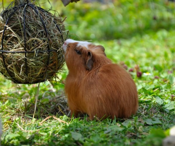 How Much Hay Does a Guinea Pig Eat Per Day