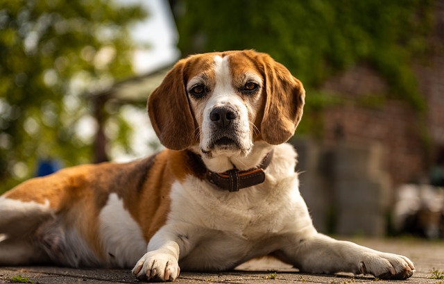 How Much Should a 20 Pound Dog Eat - Beagle