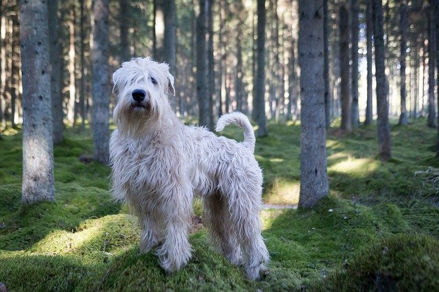 How Much Should a 40 Pound Dog Eat - Wheaten Terrier