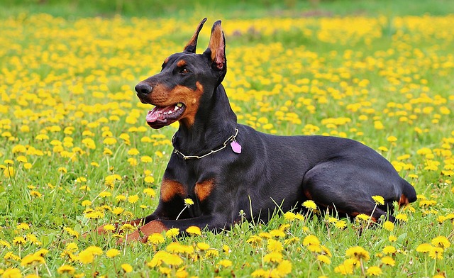 How Much Should a 80 Pound Dog Eat - Doberman