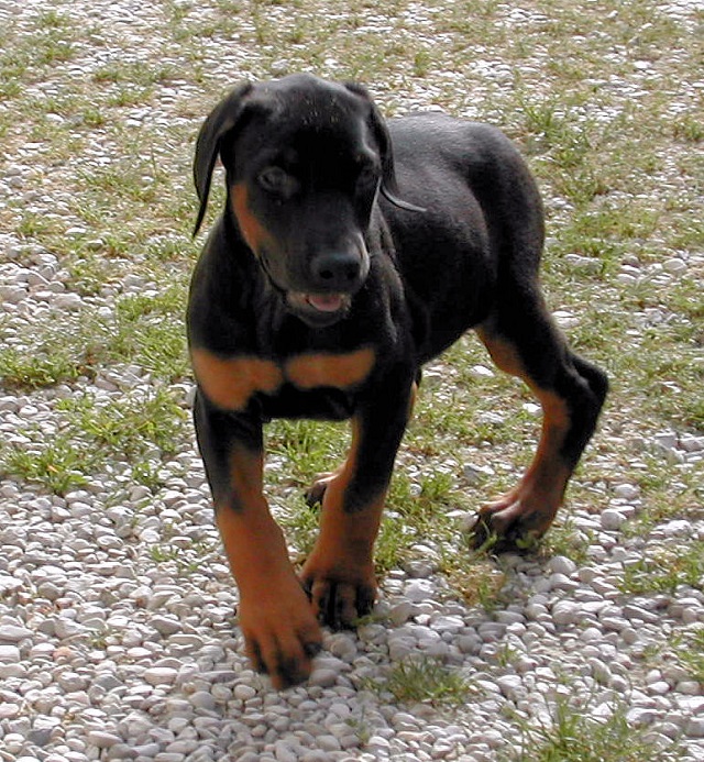 How Much to Feed 4 Month Old Doberman Puppy - Ivette-Stock CC BY 3.0