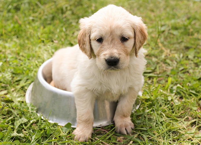 How Much to Feed a Puppy Based on Weight
