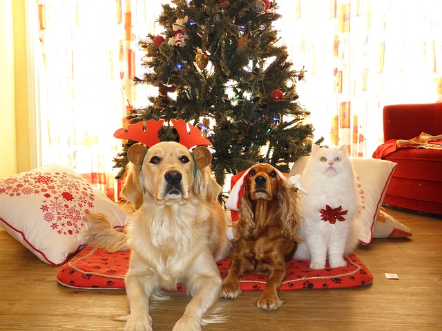 How Much to Tip a Dog Groomer at Christmas