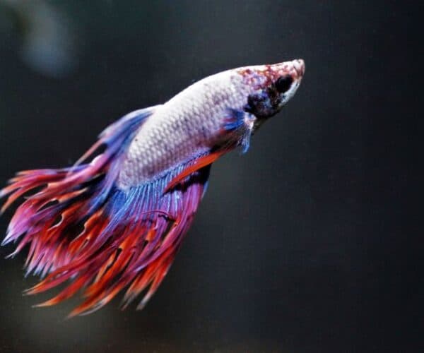 How Often Do You Feed a Betta Fish - Betta Fish Feeding Schedule
