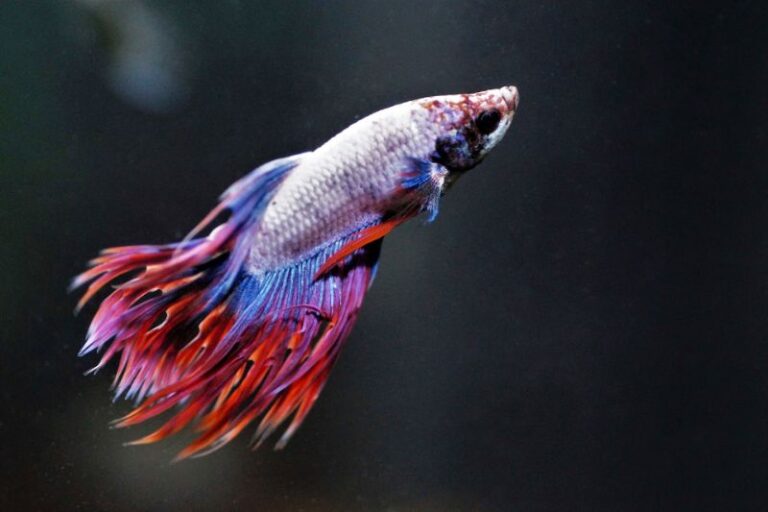 How Often Do You Feed a Betta Fish? (Betta Fish Feeding Schedule)