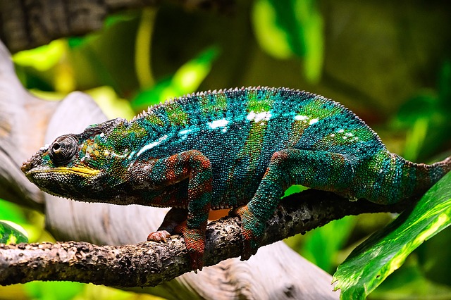 How Often do Chameleons Drink