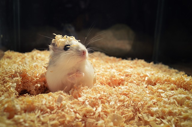 How Often to Clean a Hamster Cage