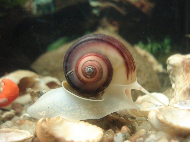 How To Get Rid of Snails in a Fish Tank