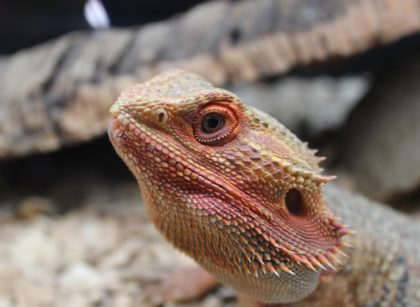 How do Bearded Dragons Drink