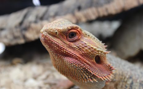 How do Bearded Dragons Drink