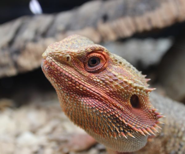 How do Bearded Dragons Drink