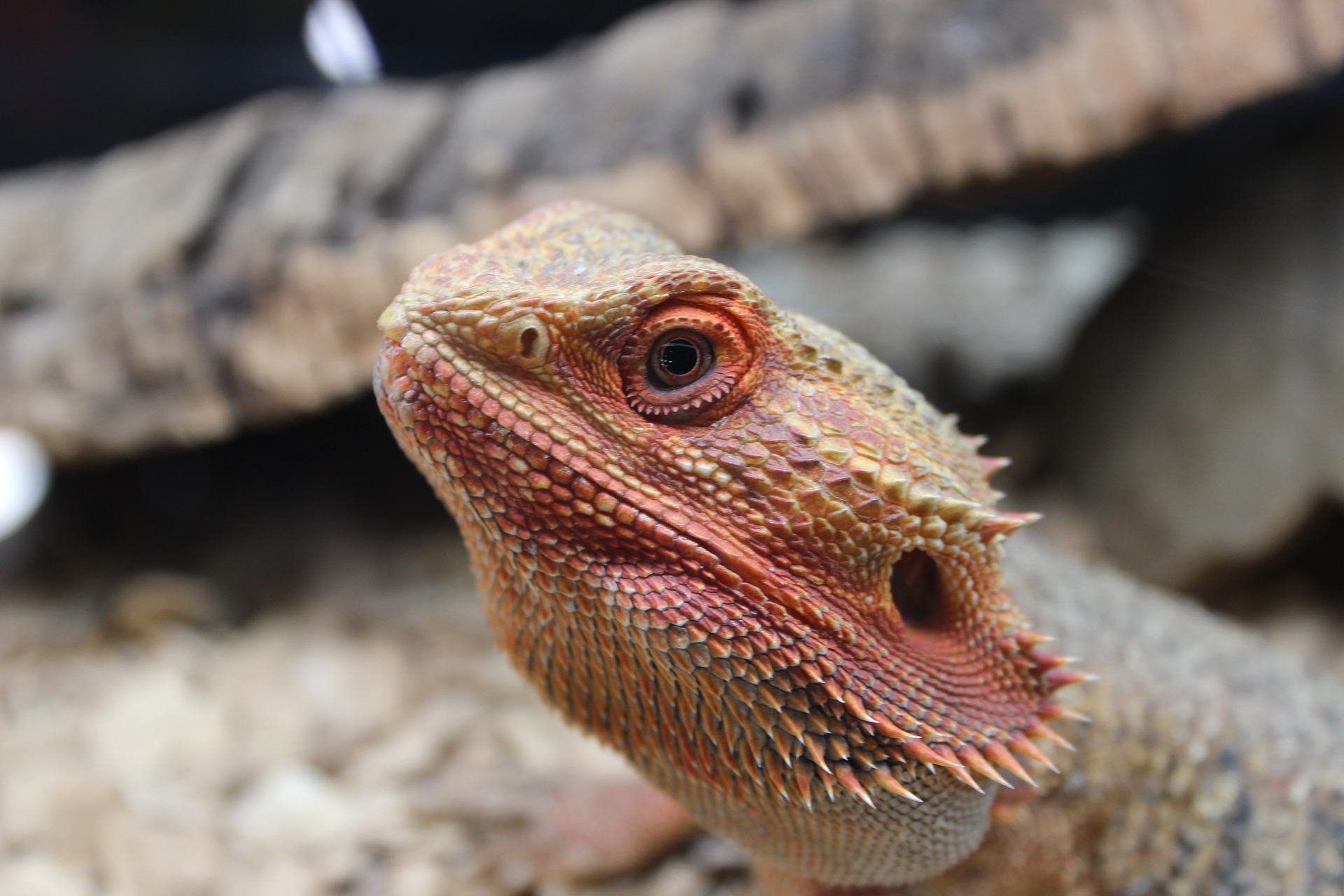 How do Bearded Dragons Drink? Guide) The Pet Supply Guy
