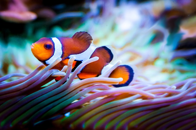 How many clownfish in a 75 gallon tank