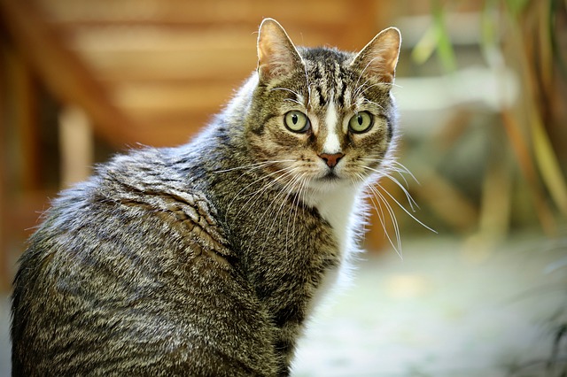 How often do cats use the litter box