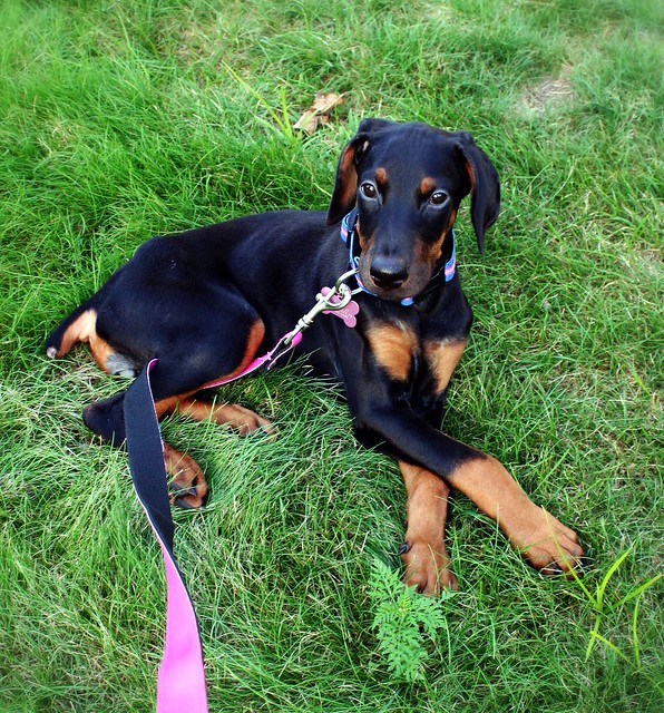 How often should you feed a doberman puppy - PupKatPhotography CC BY 2.0