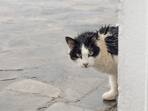 Can You Use Baby Shampoo on Cats - The Pet Supply Guy