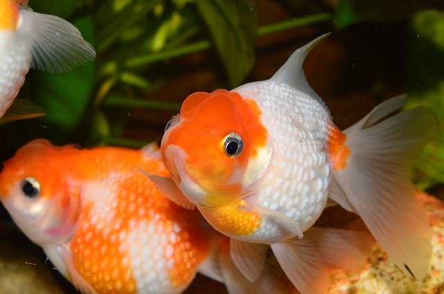 How to Cool Down Aquarium Water Temperature - Freshwater Goldfish