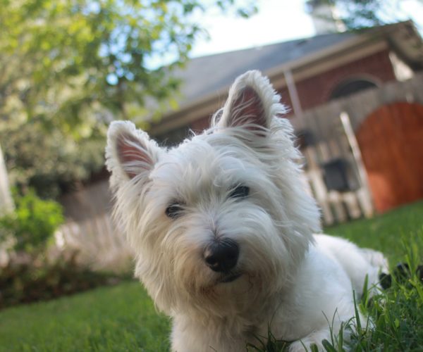 How to Eliminate Dog Urine Odor Outside