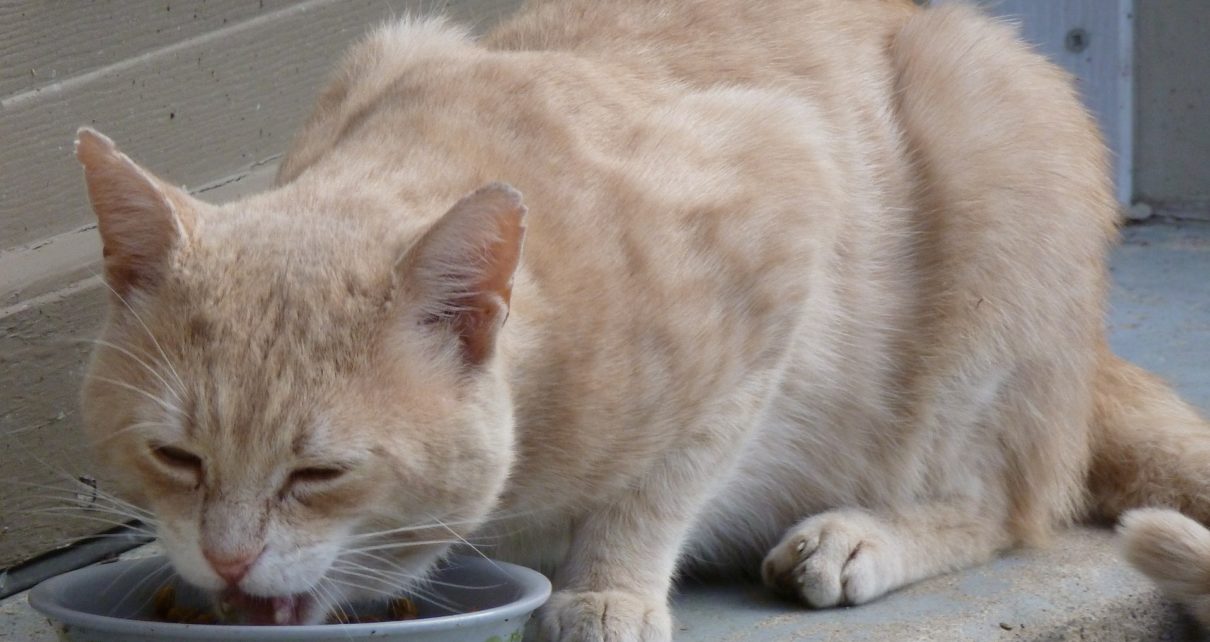 How to Fatten Up a Skinny Cat