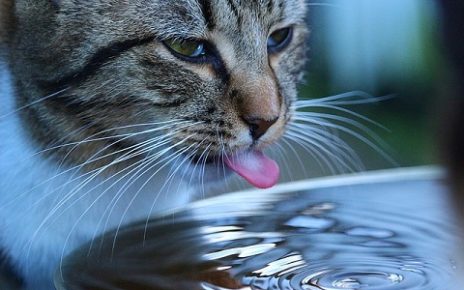 How to Get My Cat to Drink More Water