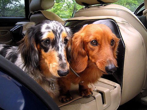 How to Keep Dog Hair Off Car Seats