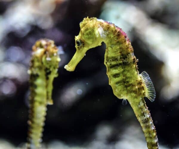 How to Set Up a Seahorse Aquarium
