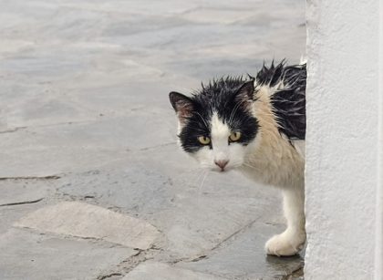 How to Wash a Cat Without Water