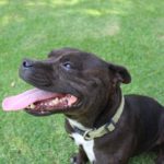Indestructible Dog Toys for Staffies