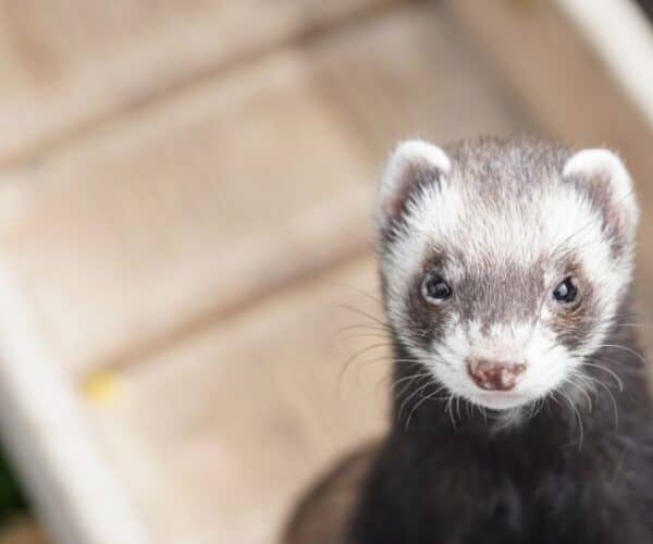 Is Ferretvite Bad for Ferrets