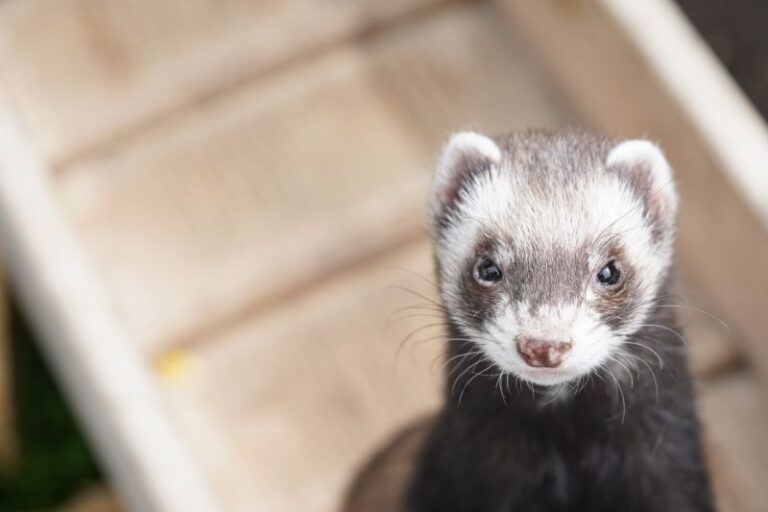 Is Ferretvite Bad for Ferrets? (Ferretvite Alternatives) The Pet