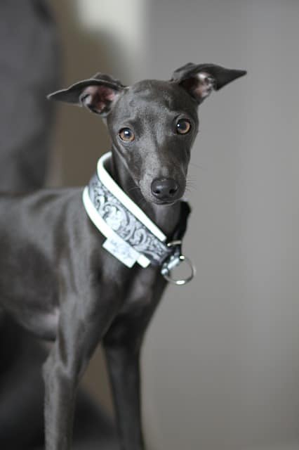 Italian Greyhound - Top 20 Dumbest Dog Breeds