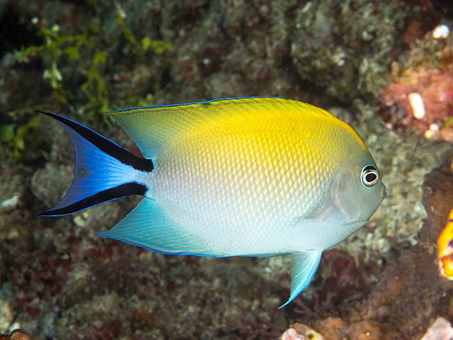 Reef Safe Angelfish | Best Agelfish for Reef Tanks | The Pet Supply Guy