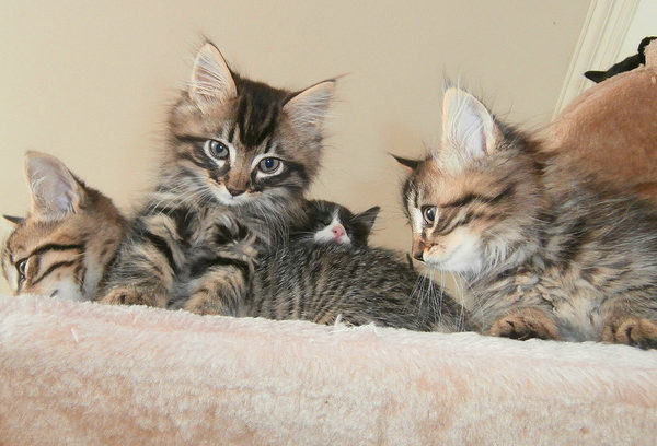 best litter for kittens training