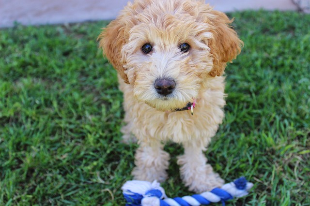 Labradoodle